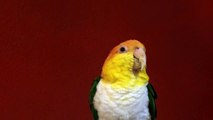 Parrot / Caique 