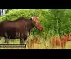 Chernobyl Exclusion Zone Teems With Animals - National Geographic Documentary 2015