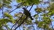 National Geographic Wild Chronicles Costa Rica Birds Cagan Sekercioglu Nat Geo Emerging Explorer
