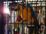 Blue & Gold Macaws Sugar and Patches Reunite