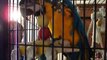 Blue & Gold Macaws Sugar and Patches Reunite