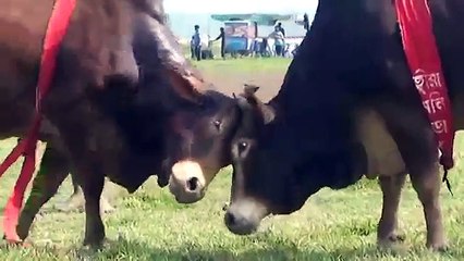 Banglar Bullet 2, Bull Fight !i বাঙলার বুলেট ২ ষাড়ের লড়াই BULLS FIGHT ষাঁড়ের লড়াই (World Music 720p)