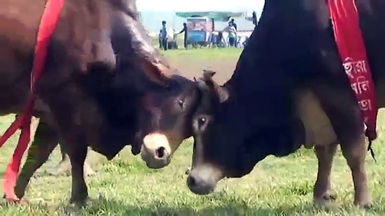 Banglar Bullet 2, Bull Fight !i বাঙলার বুলেট ২ ষাড়ের লড়াই BULLS FIGHT ষাঁড়ের লড়াই (World Music 720p)