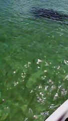 Il est à deux doigts de perdre une jambe en sapprochant trop près dun requin en Jetski - vidéo Dailymotion