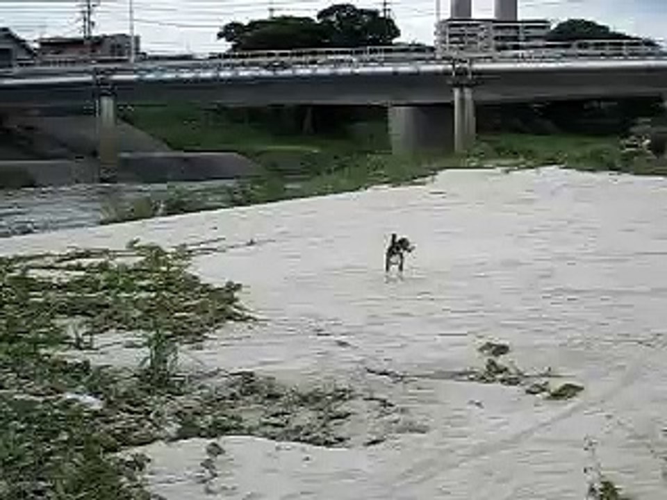 河原で呼び戻し.AVI