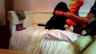 My dog vs the cuddly toys