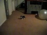 My cat Figaro Breakdancing