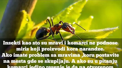 10 trikova za laksi zivot _ EP 11