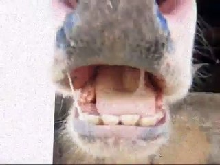 Northern NH - Animals and Such