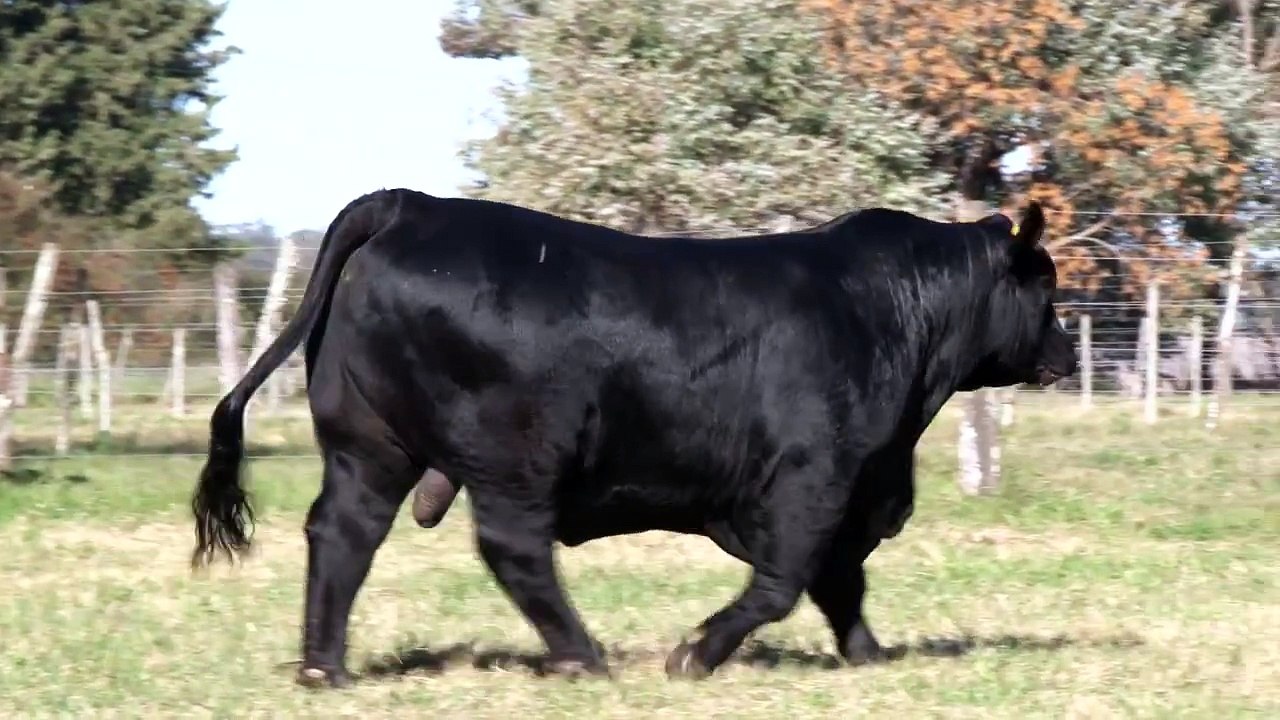 CIALE Alta Toro Arandú - Brangus Negro