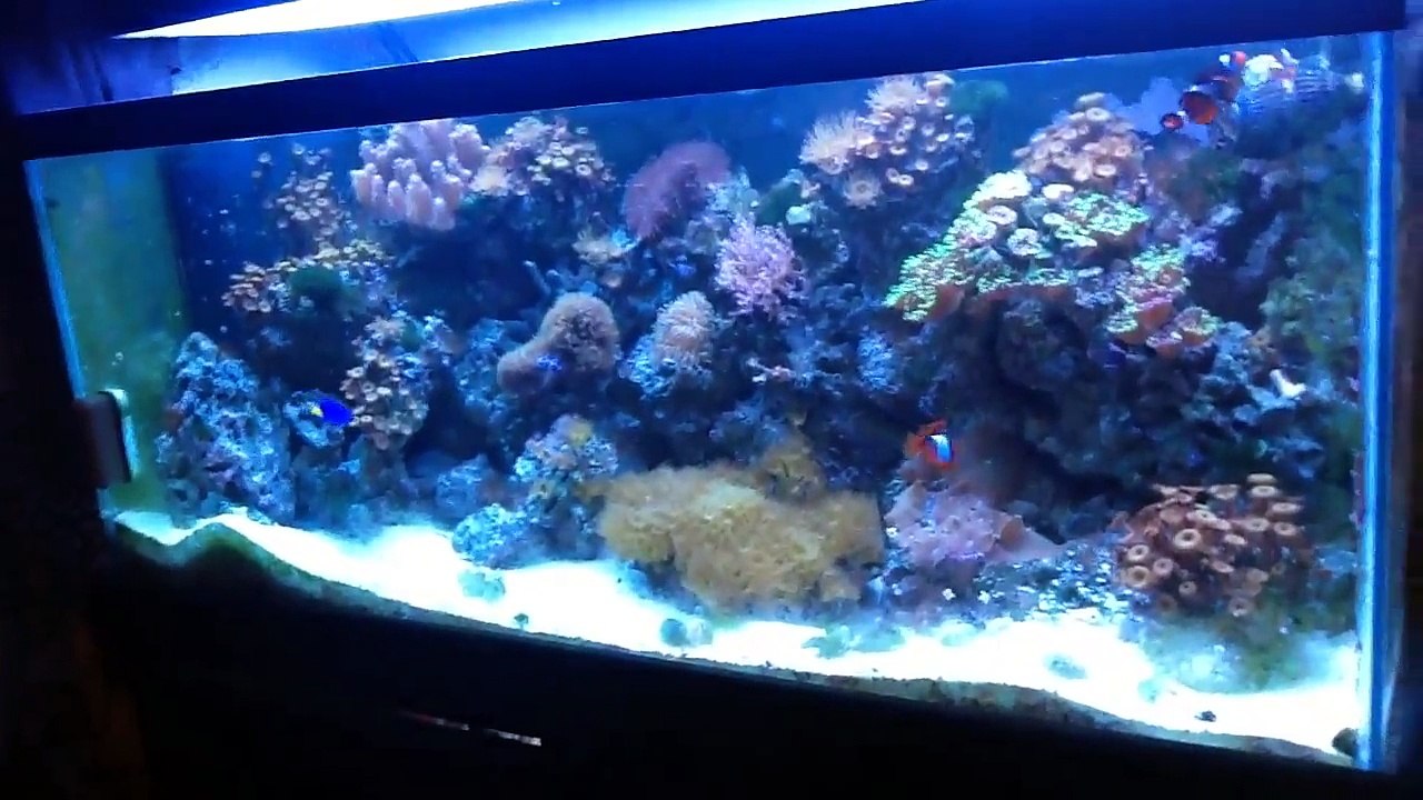Finding nemo 2