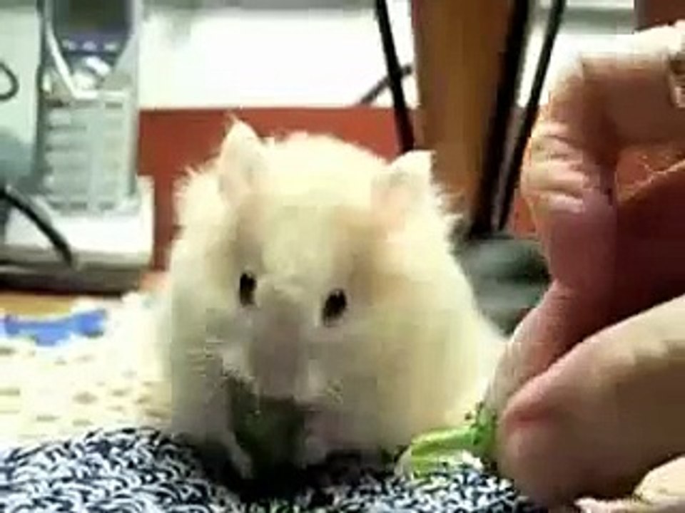 Nom nom nom song  :))