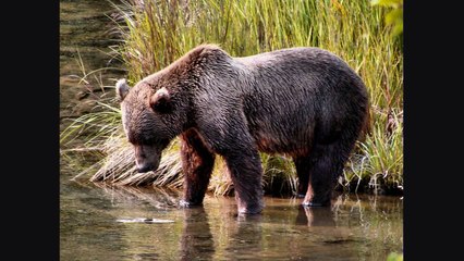 A Kodiak Bear Mauling