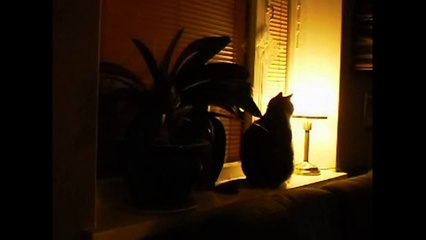 Cat's vertical "elevator" stretch compilation