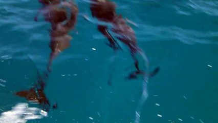 Dolphins escorting the boat at Maldives