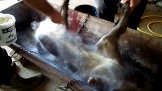 Pig dehairing (plucking) powder