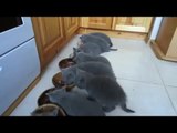Brittish kittens ready for meal! Come Together!