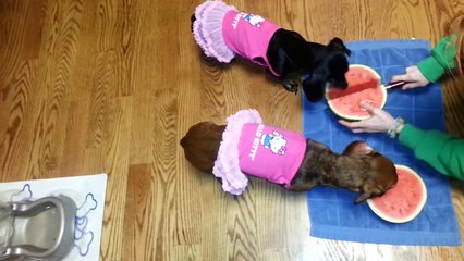 Funny animals-Wiener dog watermelon attack
