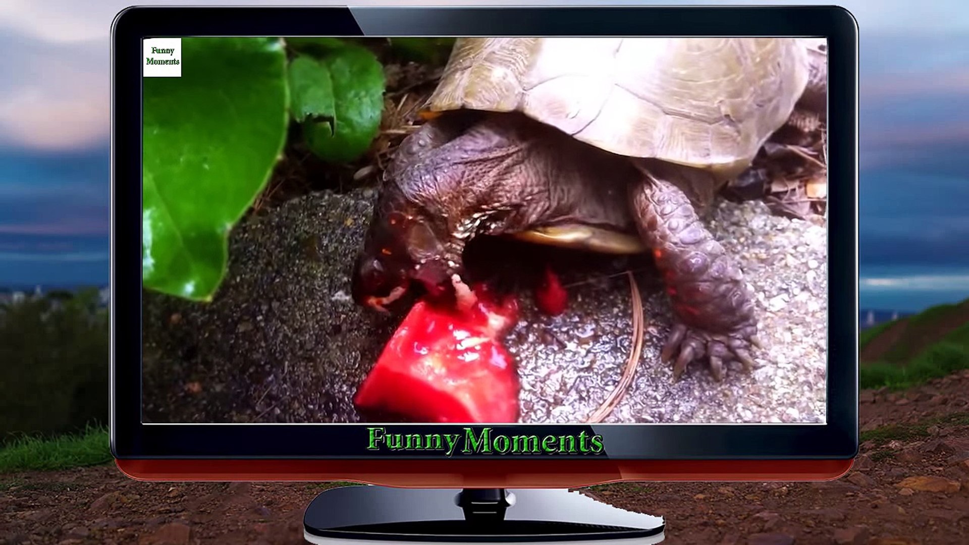 Funny Animals-Animals Eating Watermelon