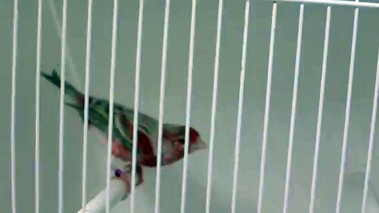 R 2   tarin rouge x  canari