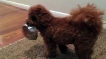 Cute Cavoodle puppy steals dinner bowl