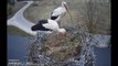 White Stork Nest, Eitminiskes, Lithuania, 9.04.2016, 17:09.  Two storks.