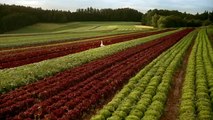 Schweizer Salate - Frühlingsgemüse - Barry&Hans