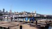 Pier 39 San Francisco sea lions!
