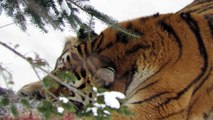 tigres de l'Amour Amur tiger Zoo sauvage de St Félicien habitat