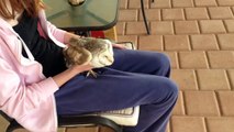 Owl smacked into window