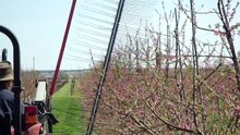 Thinning peaches central leader tree line view 2011 5
