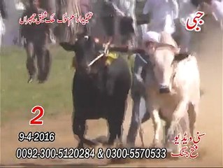 T.A.M.A.S.H.A دوسرا نمبر جبی