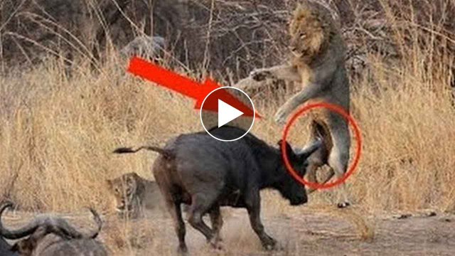 Buffalo Kills Lion caught on camera Most Amazing Wild Animal Fight Attack