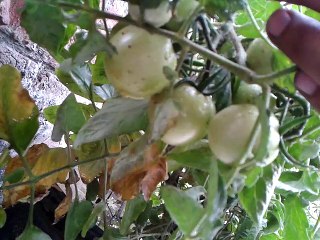 Tomato Planting At Home in paint batik with soil