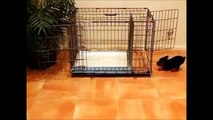 How To Potty Train A Jack Chi Puppy - ChiRussell House Training Tips - Chi Russell Puppies