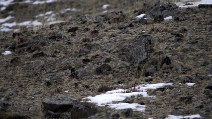 Снежный барс