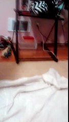 Sleepover Dare! Requested by Rebecca Mikealson. FAIL!