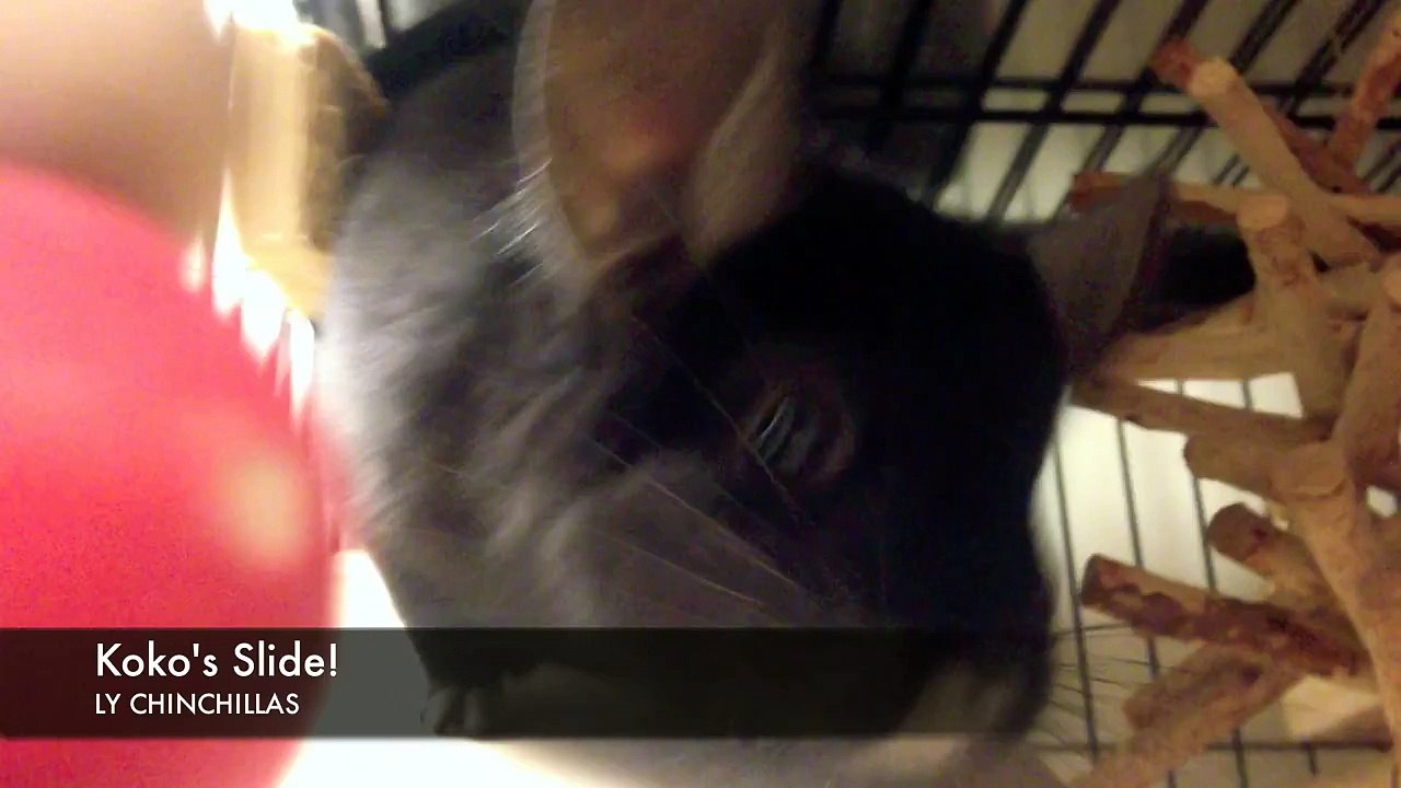 Chinchilla Going Down a Slide!