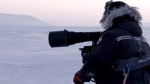 Photographer Captures Stunning Arctic Wildlife