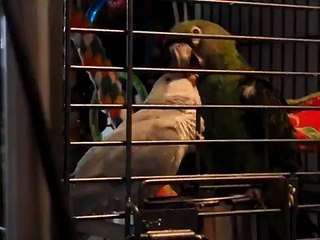 Perroquet de Jardine et Perruche Souris se faisant des Bisoussss