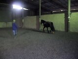 Lunging my 3 year old welsh cob Rosie