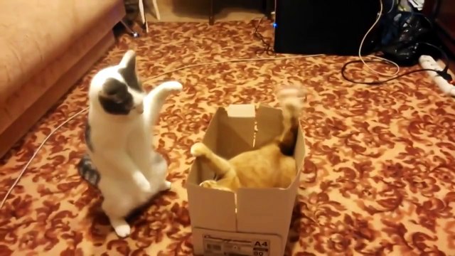 Коробка раздора. Смешные приколы кошки
