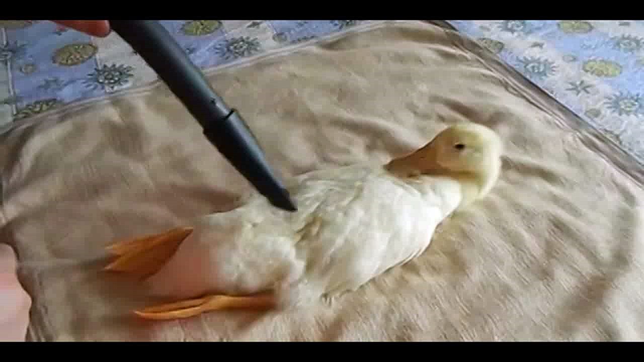 Vacuuming Duck