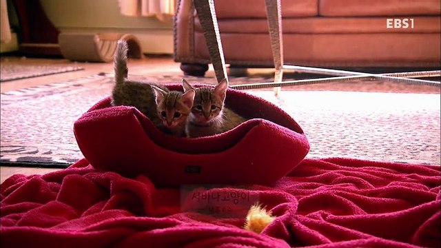 야옹멍멍 귀여워.160410