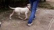 EZ Educator E Collar PAGER Shaping Flashy Heel BABY DOGO