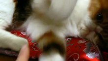 gatita brava(1feb2010).MOV