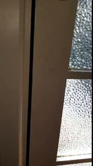 Cat brings a beautiful gift to the owner! Awesome!