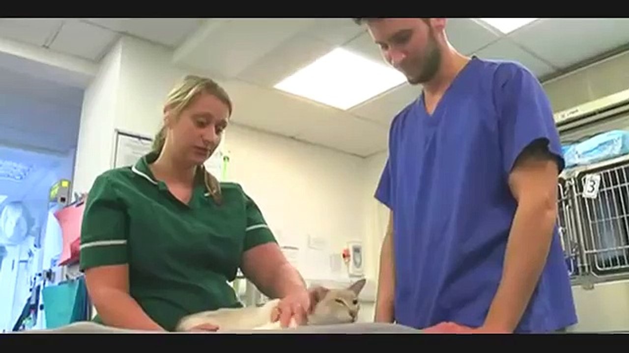 A miracle! Cat survives eight days in the post.