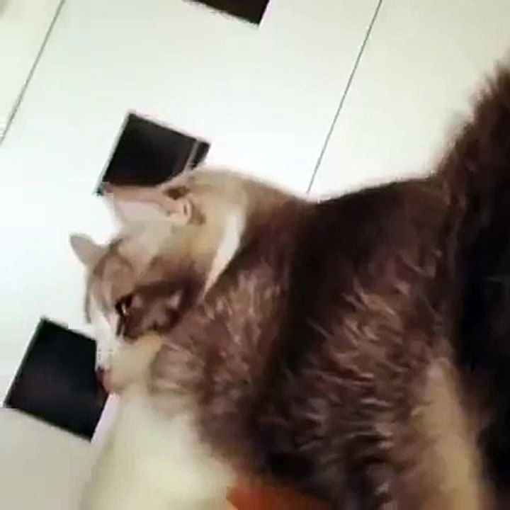 A Cat or a cute Elephant?