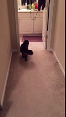 Beautiful Cute Cat loves to hear her Name called